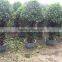 ficus panda cage shape-1.7m
