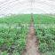 High Performance Pe Film Greenhouse For Strawberry