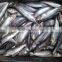 New frozen sardine in fish 6-8 8-10 pcs /kg