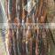 150-200g Illex Argentinus Squid Frozen Squid