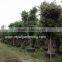 Outdoor Ficus nitida Trees