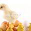 Economical Solar Energy Chicken/Duck/Goose Egg Incubator/Hatcher/Brooder
