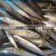 FOB QINGDAO frozen pacific mackerel fish