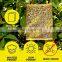 Wholesale Yellow Sticky Traps Flies Pest Type And Eco-friendly Feature High Quality Fruit Fly Glue Board