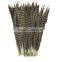 Lady Amherst Pheasant Tail Feathers