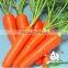 China Baby Carrot,New harvest fresh Carrot with Bright color