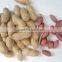 Chinese blanched peanut kernels