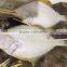 Frozen Sting Ray Fish From China