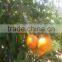 Egyptian Citrus fruits exporters, Mandarin Orange type