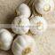 Natural White Fresh Garlic