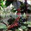 Robusta Coffee from Vietnam, high quality