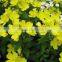 New product personal care organic evening primrose oil cure PMS
