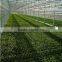 Single Tunnel Greenhouse for sale