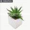 Hot sale mini succulent plants for home and garden decoration