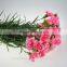 factory directly sale fresh flower carnation Fresh Cut Flowers Processing Type