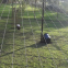 Black Knotted Anti Bird Netting Polyethylene Poultry Farming Chicken Pheasant Net