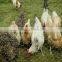durable and serviceable hexagonal wire netting , chicken mesh, wire netting for poultry farm