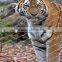 Stainless Steel Ferrule Rope Mesh For Tigers