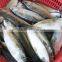 FROZEN INDIAN MACKEREL