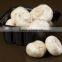 Eco-friendly Water-Absorbent Fresh Packing Tray