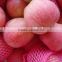 Fresh fruits Red star apple with good quality for sale                        
                                                Quality Choice