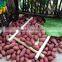 Colour Red Peanuts Kernels New Crop In 
