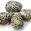 Wholesale Gemstone Agate Eggs From India : Dalmation Jasper Stone Eggs For sell