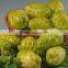 GMP Manufacturer Supply Natural Noni Fruit Powder