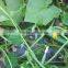 Kareem F1 Hybrid Cucumber Seeds