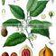 Vegetable oil 100% pure Perilla Seed Oil