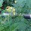 professional electric vegetable pollination tool