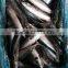 frozen mackerel fish maw