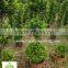 Ficus panda 3 steps nursery high 1.6m