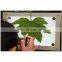 High Quality Portable Intelligent Leaf Area Meter Price