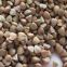 Chinese Roasted buckwheat kernels, Inner Mongolia China.