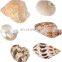 Vietnam Sea Shells Mixed Ocean/ Various Sizes Natural Seashells for Fish Tank, Home Decorations, Beach Theme Party