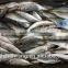 Frozen horse mackerel fish whole round with size 50 - 70 g