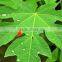 Papaya Leaf Powder Bulk Producers
