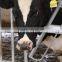 Safe and comfortable cow headlocks whole sale