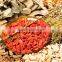 NingXia Goji Berries Hot Selling
