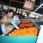 New Fresh Navel orange Price with Good Quality