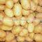 Fresh Vegetables Fresh Potatoes