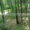 Chinese Best High Purity Bamboo Seeds For Growing