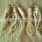 WHOLESALE PANAX GINSENG EXTRACT
