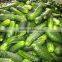 Best selling Pickled cucumbers in jar, pickled gherkins by Hagimex, good quality, cheap price!