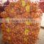 Fresh Yellow Onion