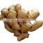 Big Size Air-Dried Ginger Pack in Pvc Carton for the UK