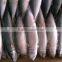 high quality sea frozen mackerel