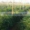 Red Jumbo F1 Hybrid Tomato Seeds