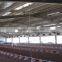 Low cost poultry chicken farm building for Philippines